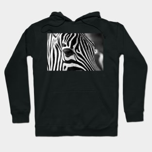 Zebra 08 Hoodie